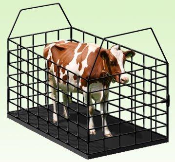 Весы для взвешивания скота